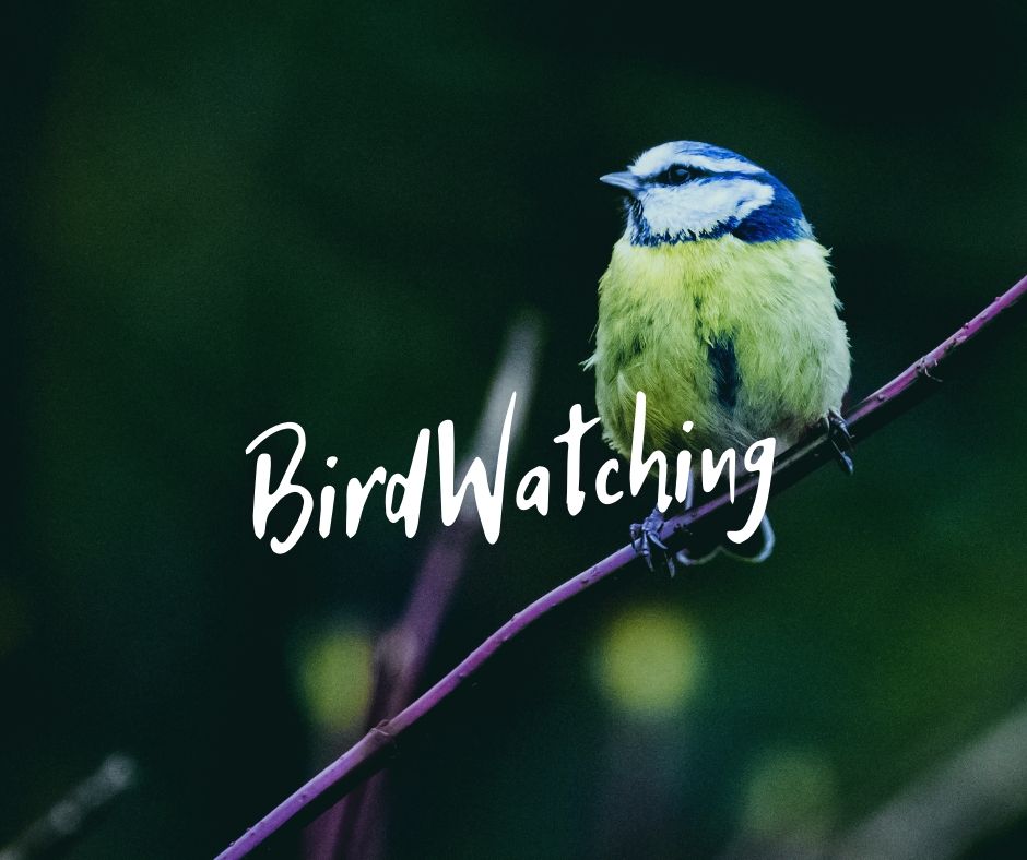 Birdwatching in Algarve